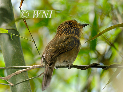 Crescent-chested Puffbird (Malacoptila striata)